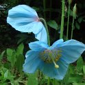 Meconopsis grandis fleur